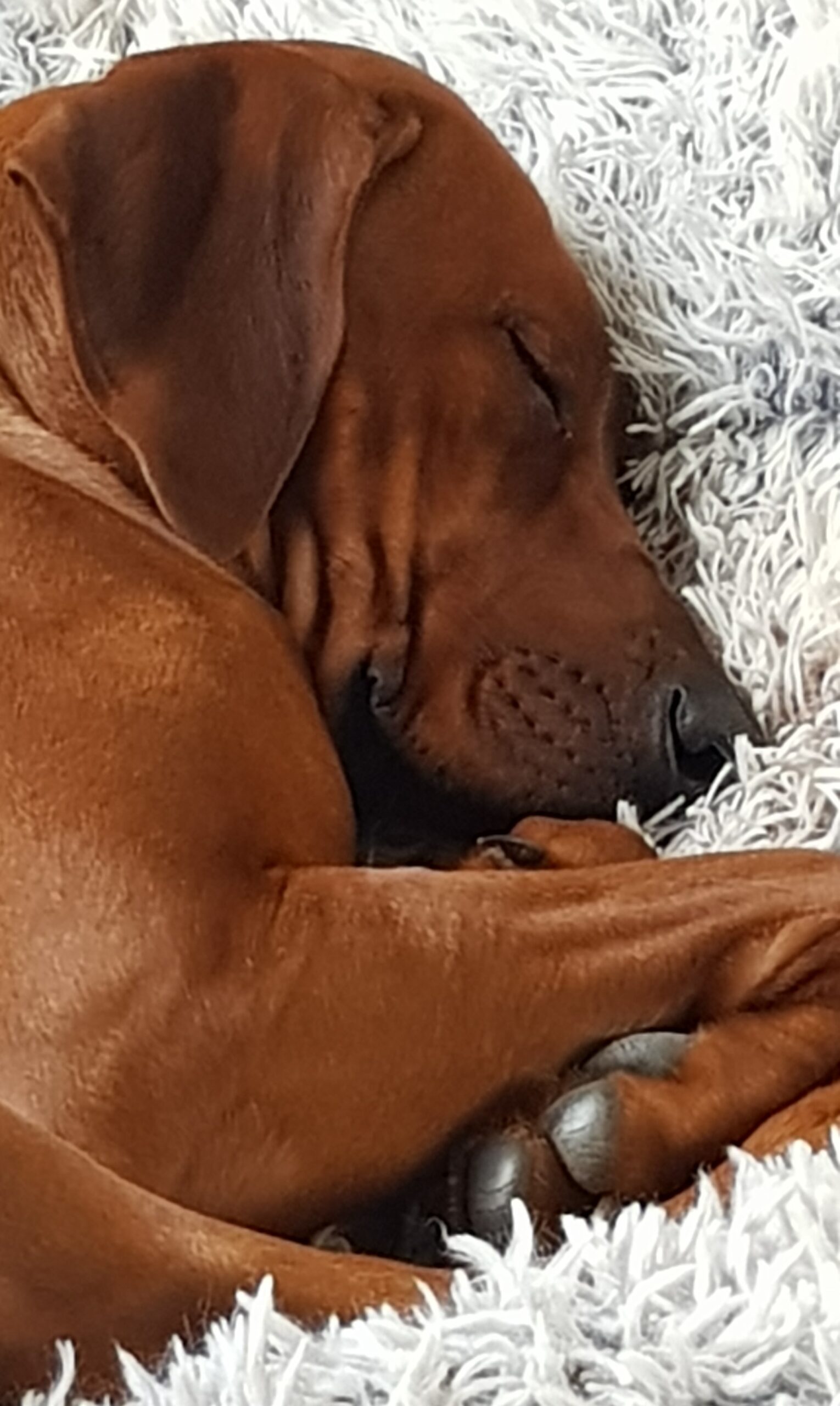 tevreden pup